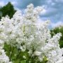 Lilac Bush Syringa, 'Madame Lemoine', Plant In 10 L Pots, thumbnail 1 of 4