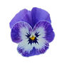 Flowers Viola 'Delf Blue' 20 X Plant Pack, thumbnail 1 of 5