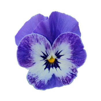 Flowers Viola 'Delf Blue' 20 X Plant Pack, 5 of 5