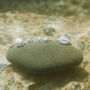 Scallop Shell Ring Friends Of The Sea, thumbnail 8 of 8