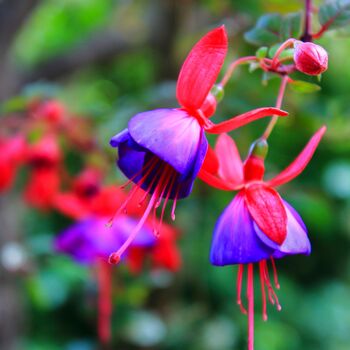 Fuchsia 'Tom Thumb' One Full Plant In A One Litre Pot, 3 of 5