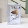 Mosasaur Tooth Fossil, thumbnail 2 of 10