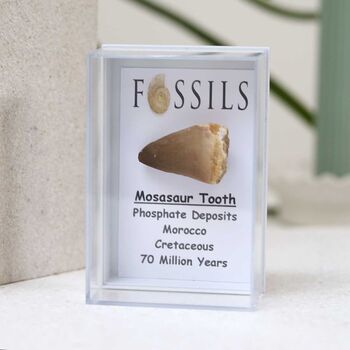 Mosasaur Tooth Fossil, 2 of 10