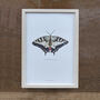 Swallowtail Illustrated Butterfly Print, thumbnail 5 of 6