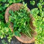 Herb Plants Coriander Nine X Plug Plant Pack, thumbnail 1 of 5