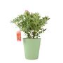 Pieris ‘Flaming Silver’ Evergreen Shrub 5 L Pot, thumbnail 4 of 4