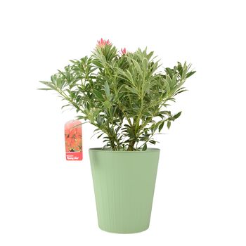 Pieris ‘Flaming Silver’ Evergreen Shrub 5 L Pot, 4 of 4
