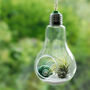 Light Bulb Glass Vase Air Plant Hanging Terrarium, thumbnail 1 of 2