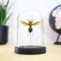 Asian Giant Hornet Insect Bug Entomology Taxidermy Bell Jar, thumbnail 1 of 3