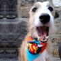 Personalised Superhero Dog Bandana Collar, thumbnail 6 of 12