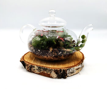 Diy Teapot Terrarium, 2 of 10