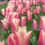 Tulip 'Sanne' – 15 Premium Scented Tulip Bulbs, thumbnail 1 of 3