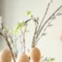 Set Of Twelve Natural Speckled Easter Egg Decorations, thumbnail 2 of 4