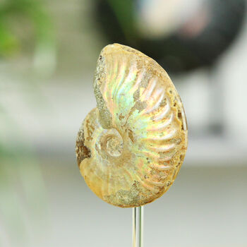 Iridescent Ammonite Fossil Glass Bell Jar, 2 of 4