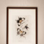 Framed Set Of Two Vintage Butterfly Art Prints, thumbnail 4 of 9