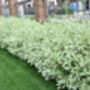 Dogwood Plants, Cornus Alba 'Dogwood', thumbnail 4 of 7