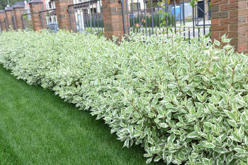 Dogwood Plants, Cornus Alba 'Dogwood', 4 of 7