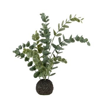 Eucalyptus In Soil, 8 of 8