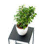 Square Pedestal Plant Stand, thumbnail 3 of 9