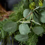 Botanical Beauty Eucalyptus Autumn Wreath, thumbnail 4 of 5