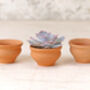 Tea Cup Terracotta Plant Pot Set, thumbnail 1 of 3