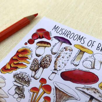Mushrooms Of Britain Illustrated Postcard, 7 of 9