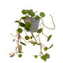 String Of Coins Exotic Hanging House Plant In 6cm Pot, thumbnail 3 of 3