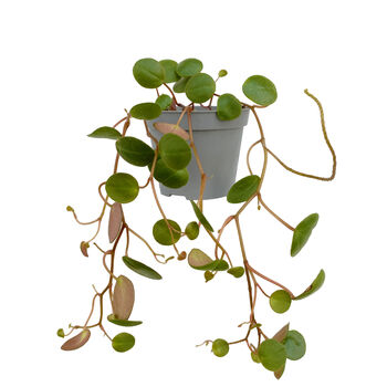String Of Coins Exotic Hanging House Plant In 6cm Pot, 3 of 3