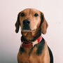Make Your Own Leather Dog Collar And Lead Experience, thumbnail 4 of 4