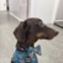 Happy Highland Cow Dog Bow Tie Limited Edition, thumbnail 4 of 4
