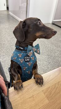 Happy Highland Cow Dog Bow Tie Limited Edition, 4 of 4