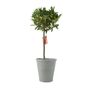 Bay Tree Standard – 90cm Tall In Decorative Pot, thumbnail 2 of 4