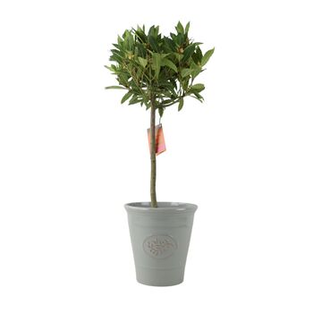 Bay Tree Standard – 90cm Tall In Decorative Pot, 2 of 4