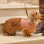 Luxury Sandstone Tweed Dog Harnesses, thumbnail 1 of 3