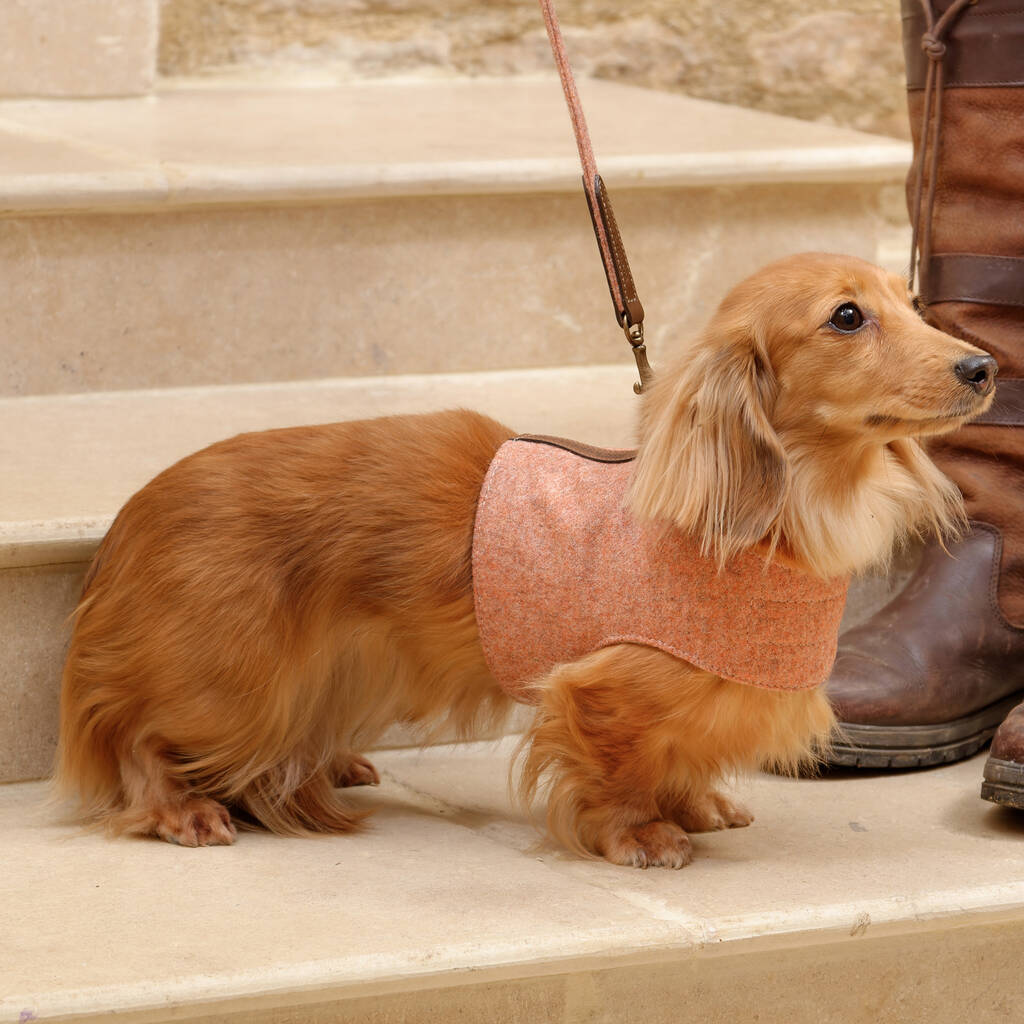 Luxury Sandstone Tweed Dog Harnesses, 1 of 3