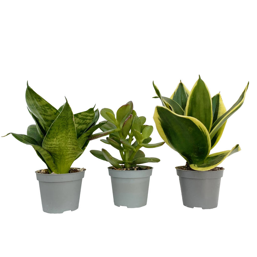 3x Air Purifying Succulent House Plants Gift Set By Clouds Hill Succulents 3x-air-purifying-succulent-house-plants-gift-set-by-clouds-hill-succulents