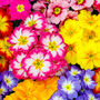 Primula Multi Colour Mix 6 X Plant Pack, thumbnail 1 of 5