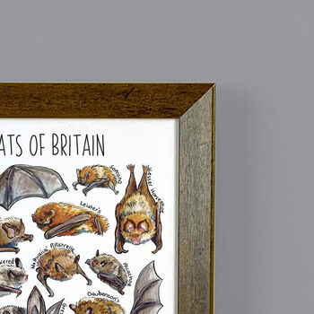 Bats Of Britain Wildlife Print, 6 of 8