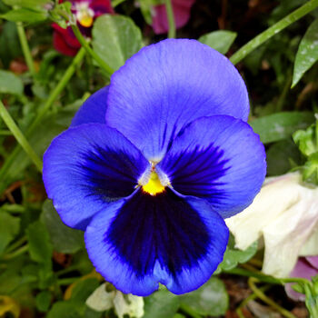 Pansy 'Blue Blotch' 20 X Full Plant Pack, 3 of 3