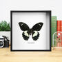 Gambrisius Swallowtail Handcrafted Frame, thumbnail 1 of 3