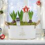 Christmas Hyacinth Trough – Fragrant Festive Display, thumbnail 5 of 6