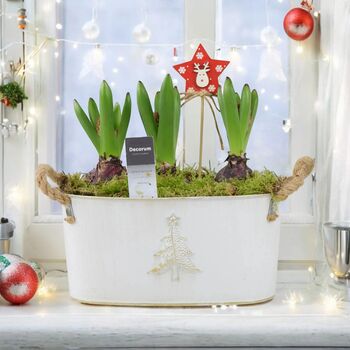Christmas Hyacinth Trough – Fragrant Festive Display, 5 of 6