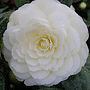 Golden Wedding Camellia Golden Anniversary, thumbnail 1 of 1