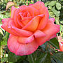 Sporting Gifts For The Garden The England Rugby Rose, thumbnail 2 of 2
