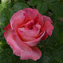 Rose Mum In A Million, thumbnail 2 of 2