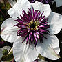 Clematis Florida Sieboldii, Plant Gifts, thumbnail 1 of 2