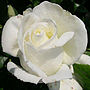 Rose Silver Anniversary Silver Anniversary Roses, thumbnail 2 of 2