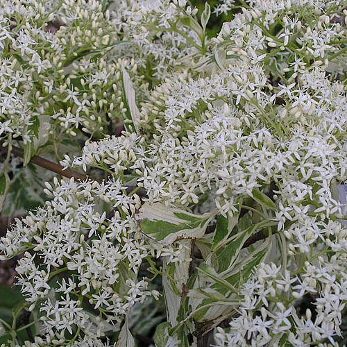 Wedding Plant Gifts The Wedding Cake Tree By Giftaplant