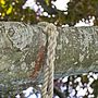 Uncarved oak rope swing, thumbnail 4 of 6