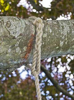 Uncarved Double Rope Swing, 3 of 4